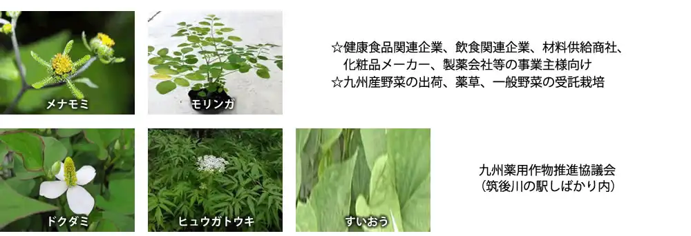 九州薬用作物推進協議会